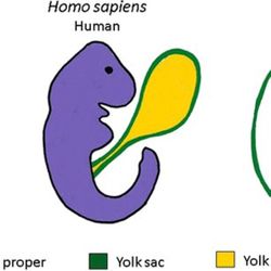Comparative-yolk-sac-anatomy-of-the-zebrafish-Danio-rerio-human-Homo-sapiens-and_Q320